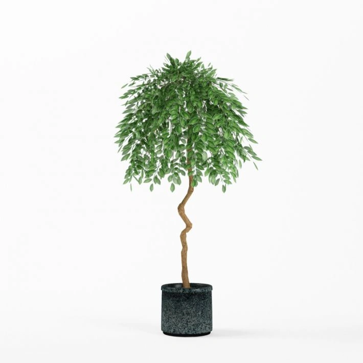 植物绿植盆栽68