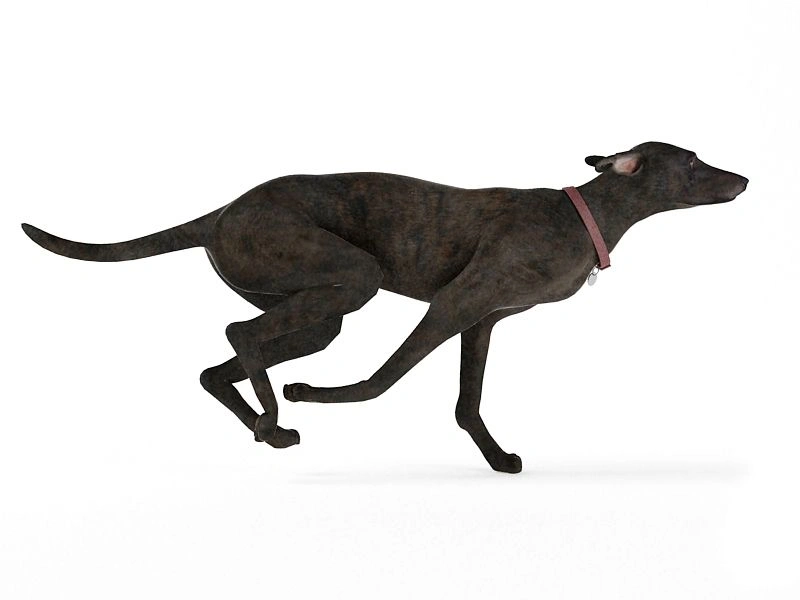 黑色灰狗奔跑3D模型