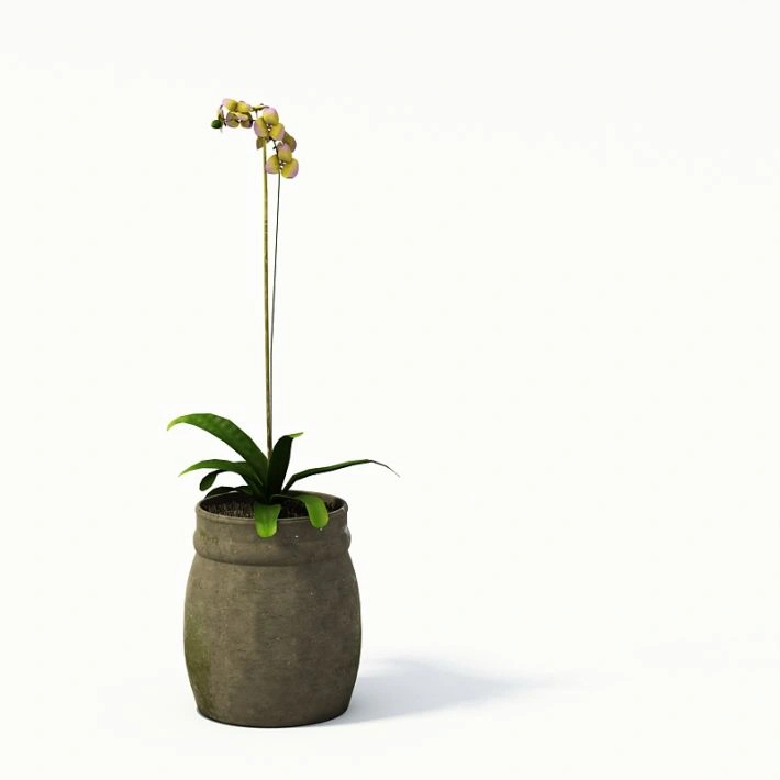 植物盆栽绿植花卉6