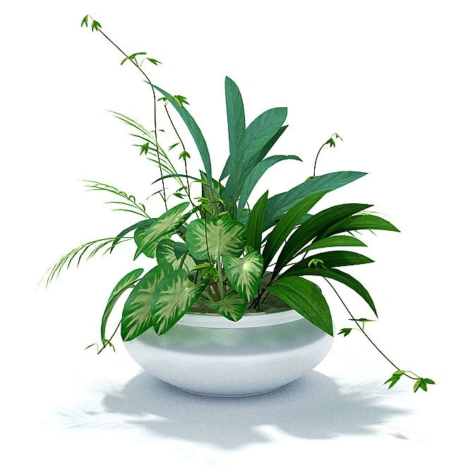 植物57