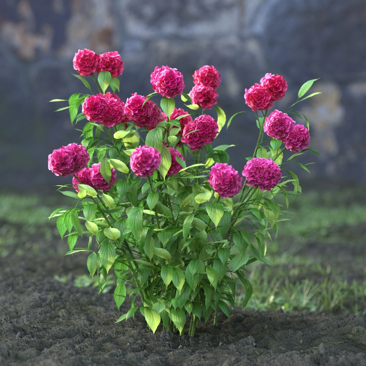 3D芍药花植物模型