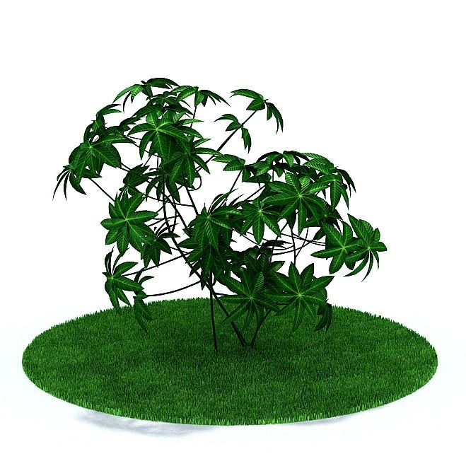 植物23