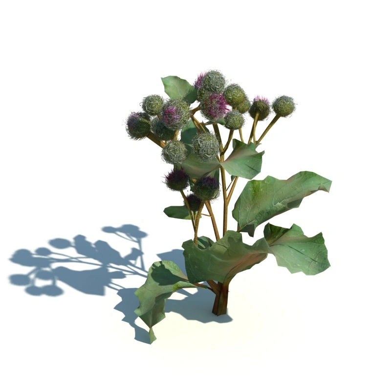 草地小型植物271