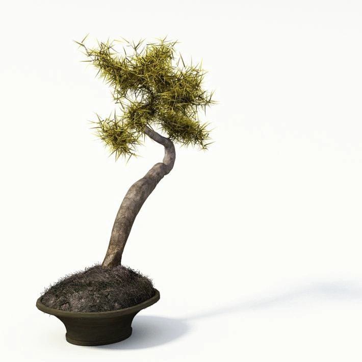 植物盆栽绿植32