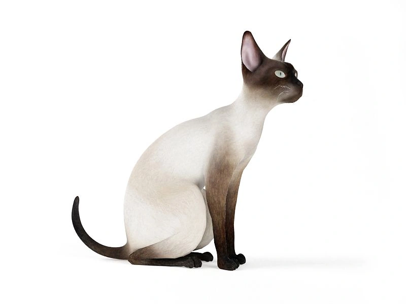 暹罗猫3D模型素材