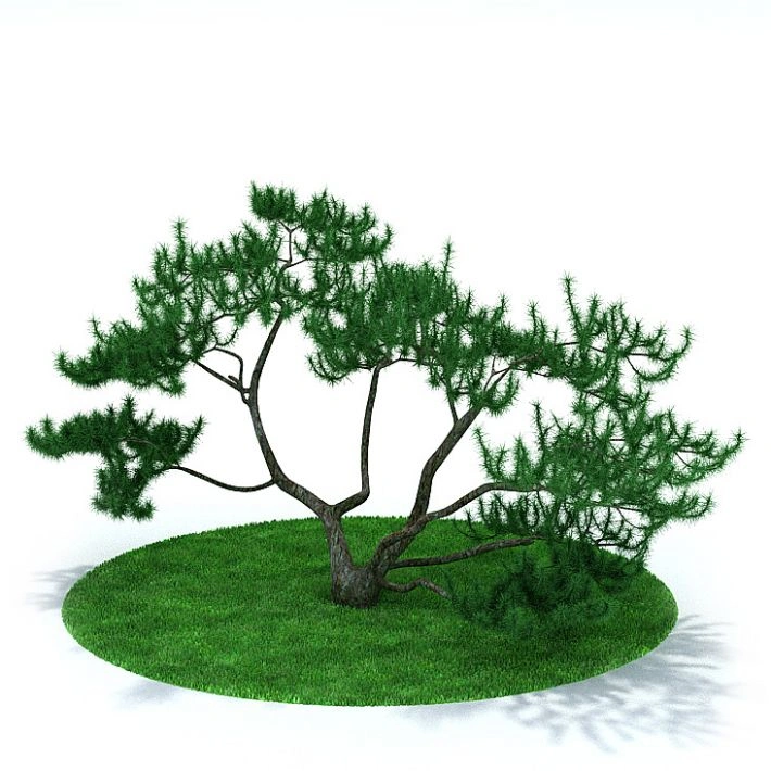 植物3