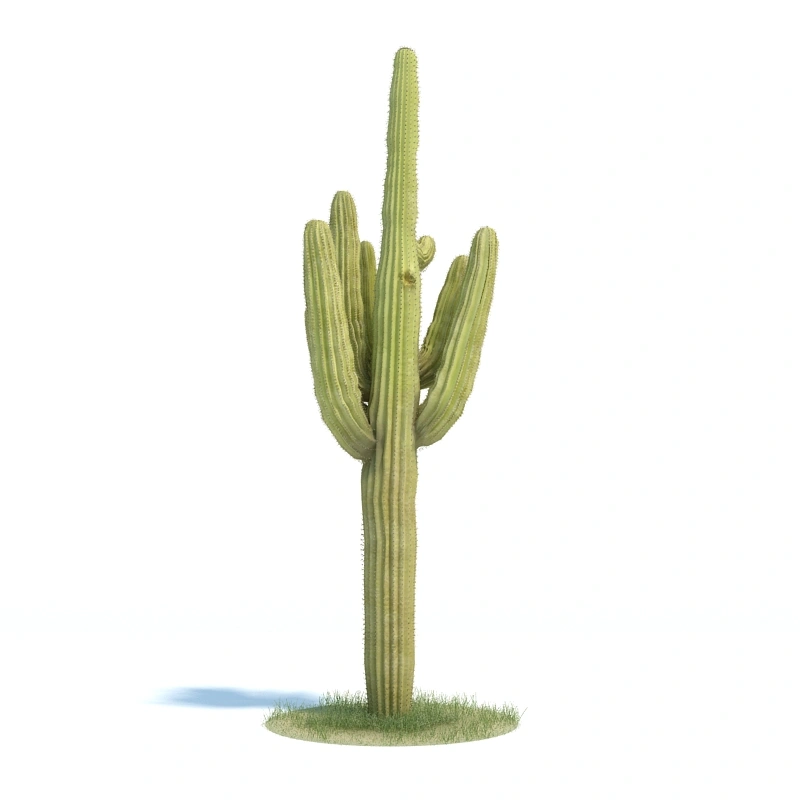 仙人掌植物绿植树木1