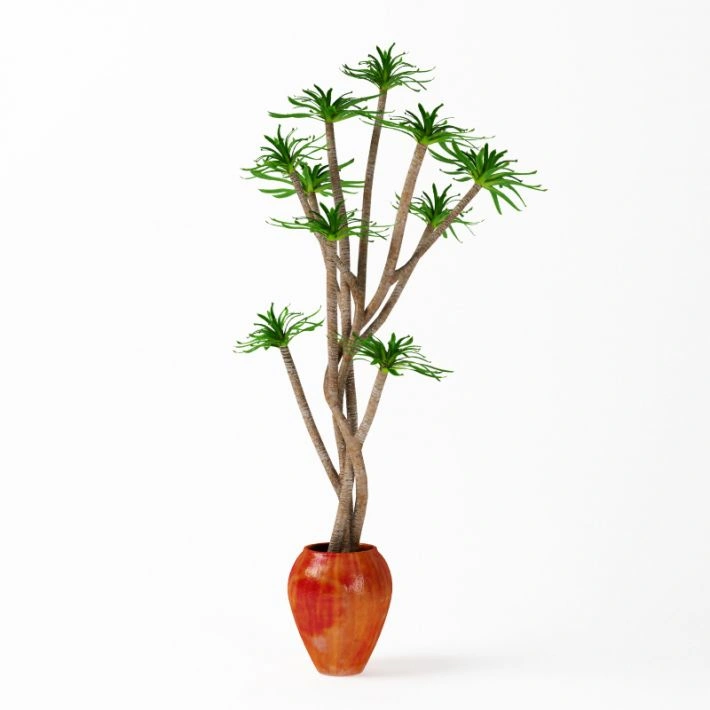 植物绿植盆栽76