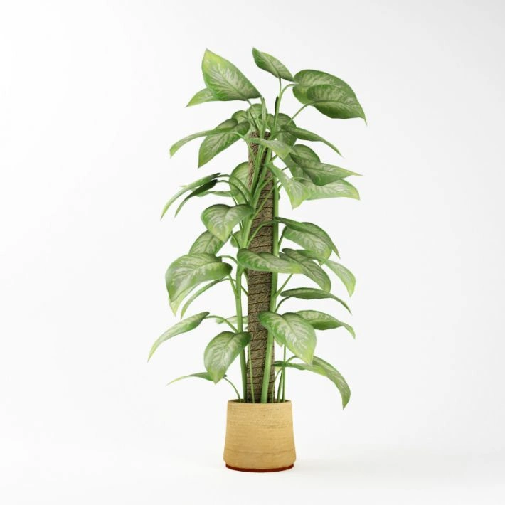 植物绿植盆栽57