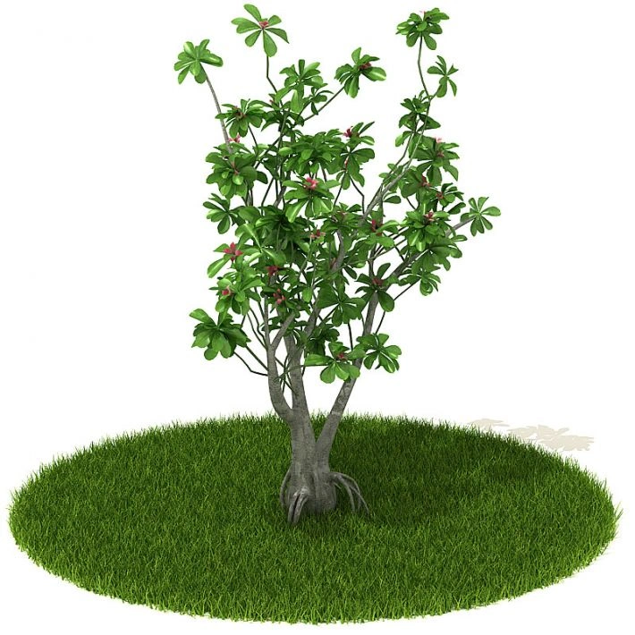 植物绿植树木36