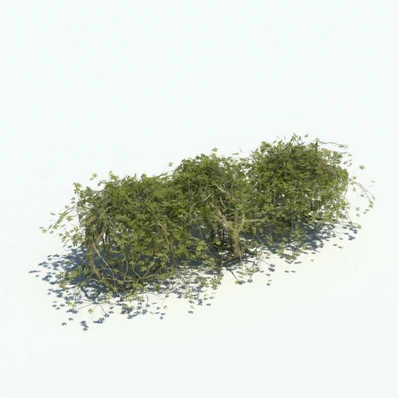 树篱植物6