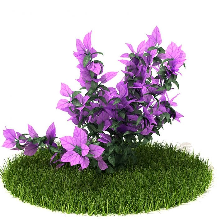 植物绿植花卉3