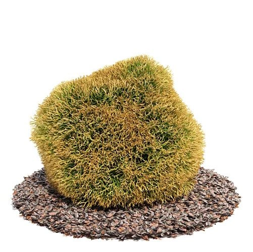 植物绿植树木101