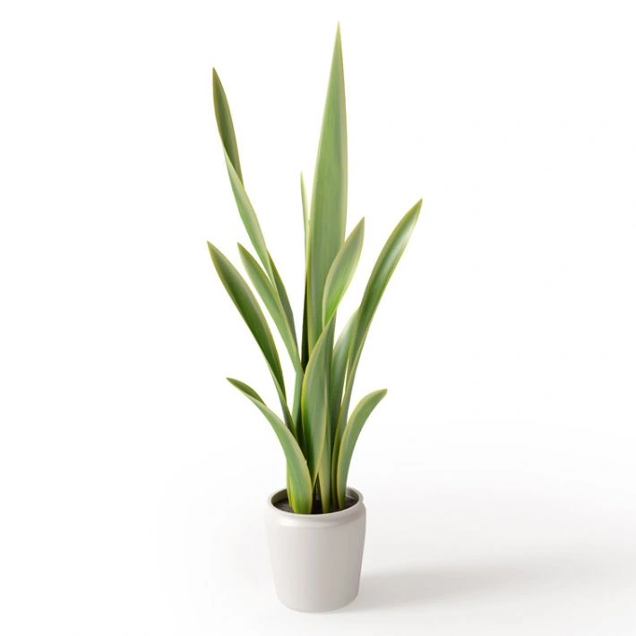 植物绿植盆栽10