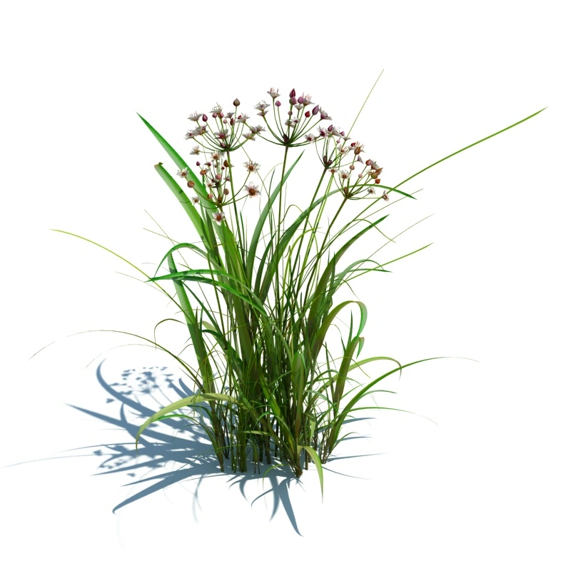 草地小型植物194