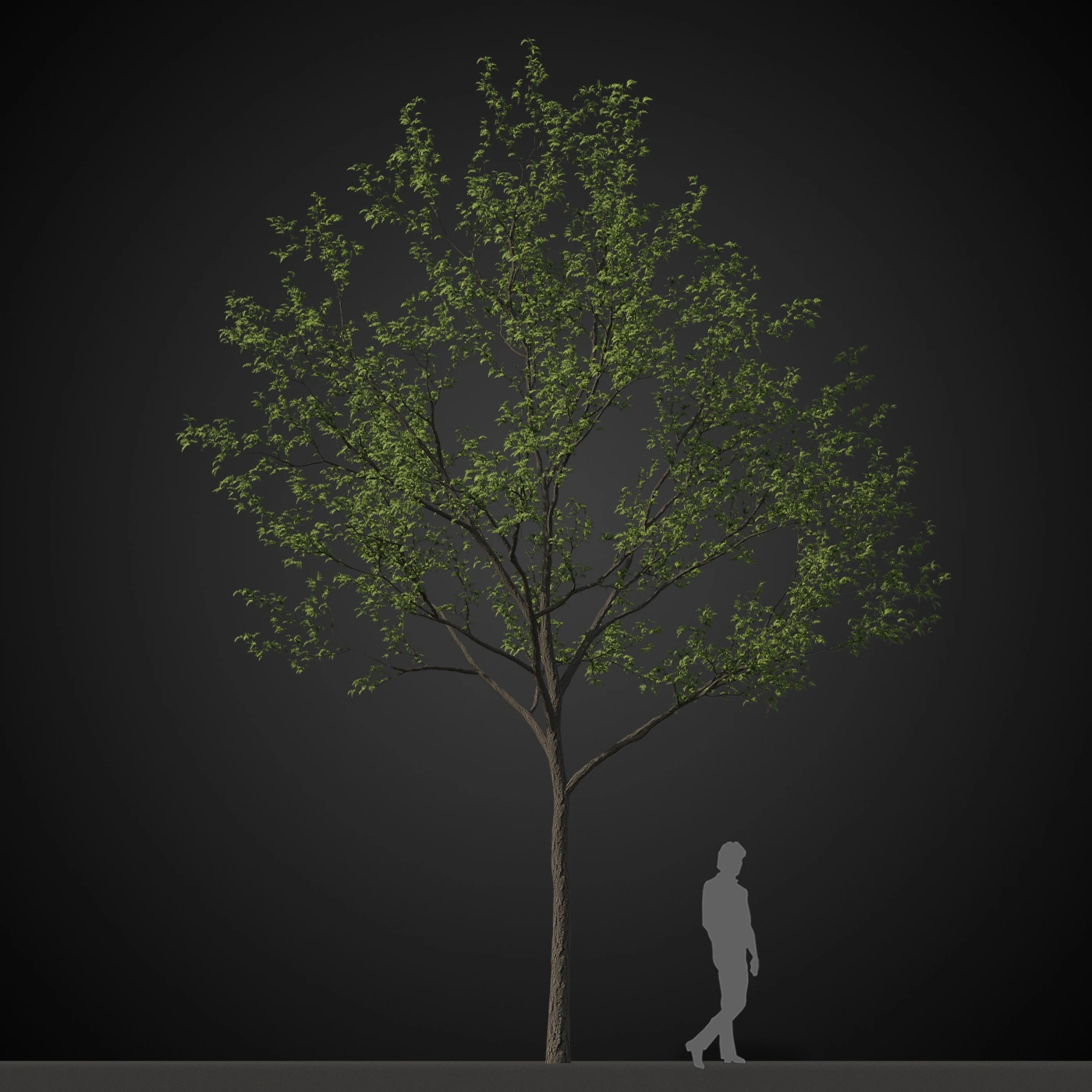 树木绿色植物3D模型