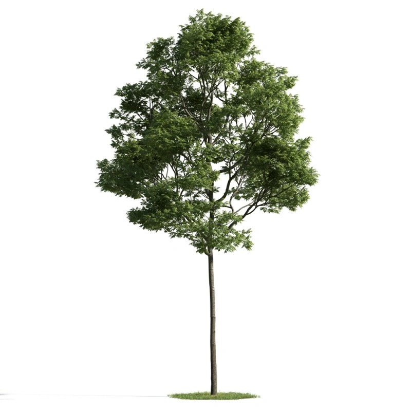 树木植物90