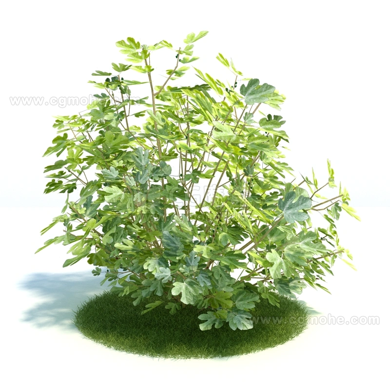 植物绿植树木236