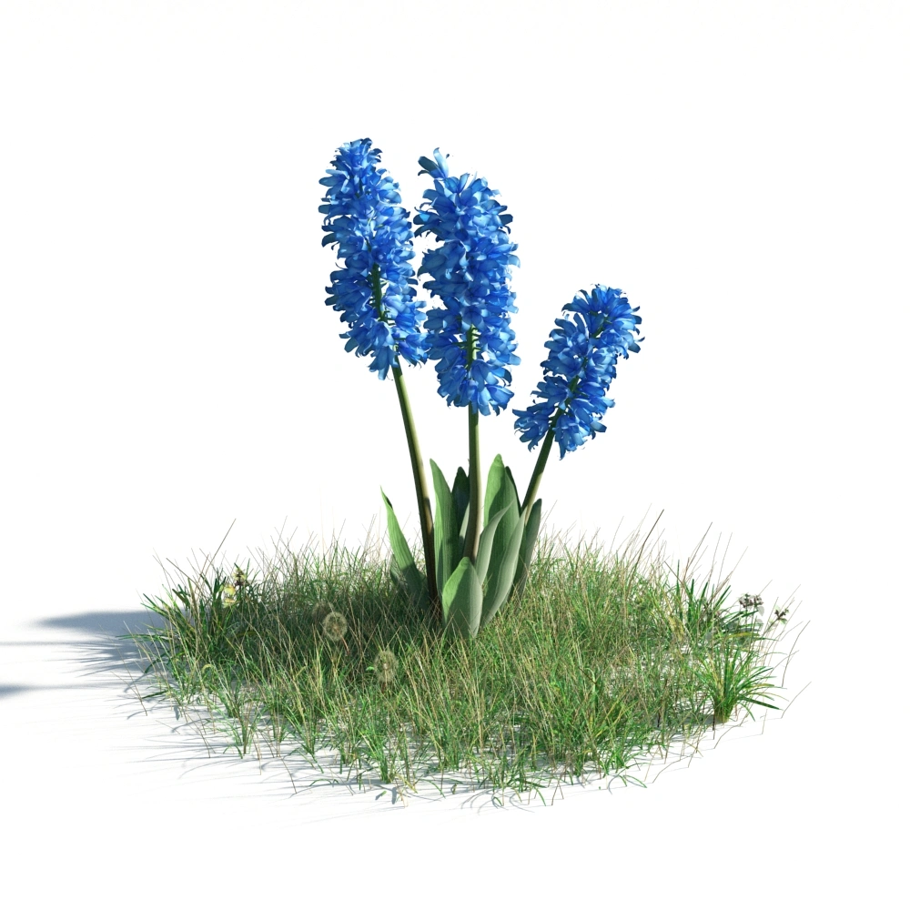 3D蓝色风信子花丛草地模型