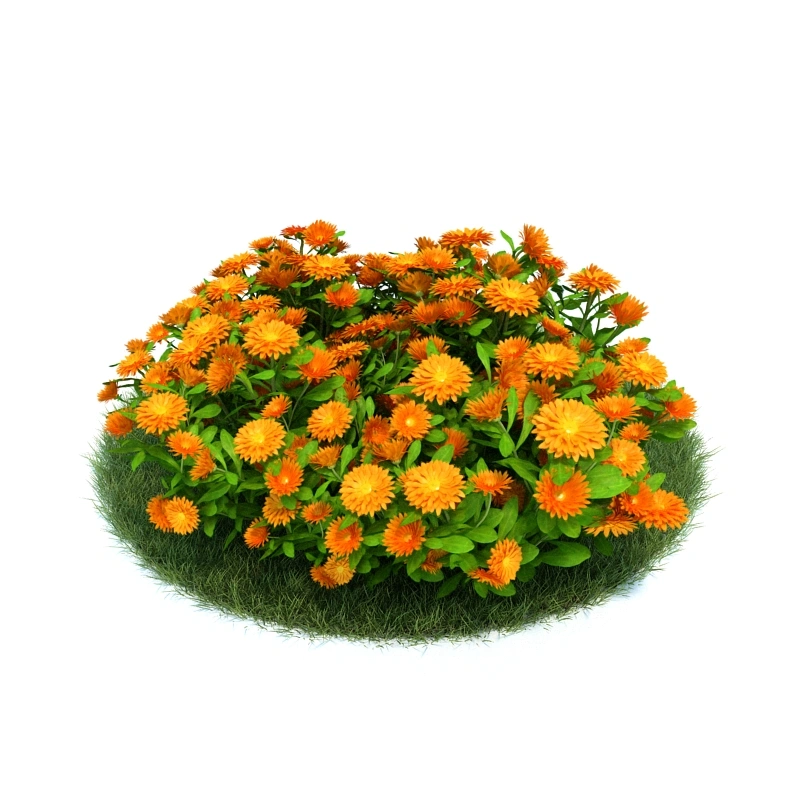 花园植物绿植花卉10