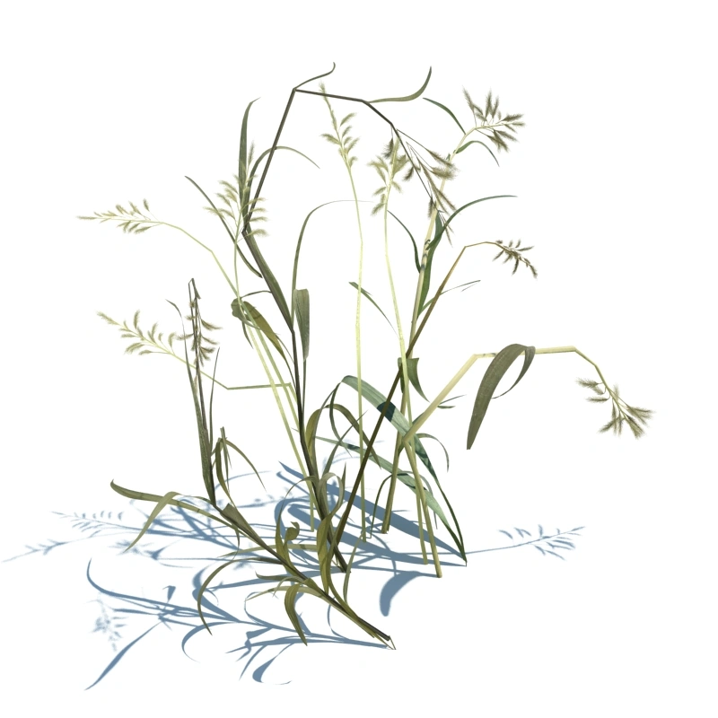 草地小型植物28