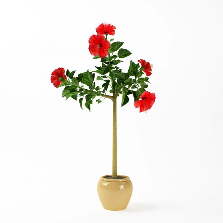 植物绿植盆栽花卉9