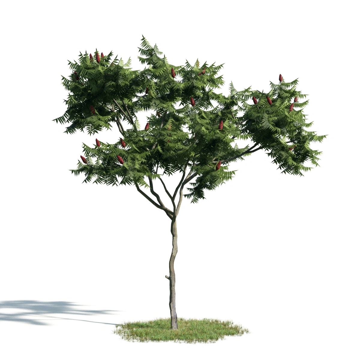 树木植物5