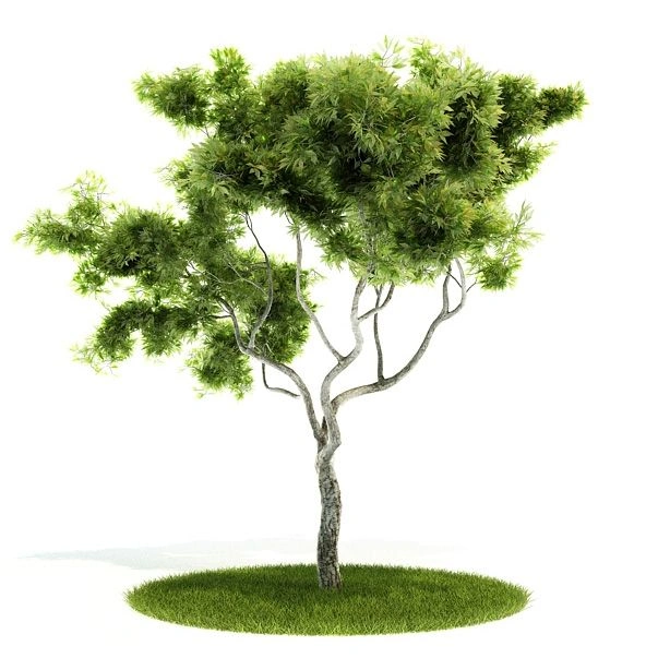 植物绿植树木114