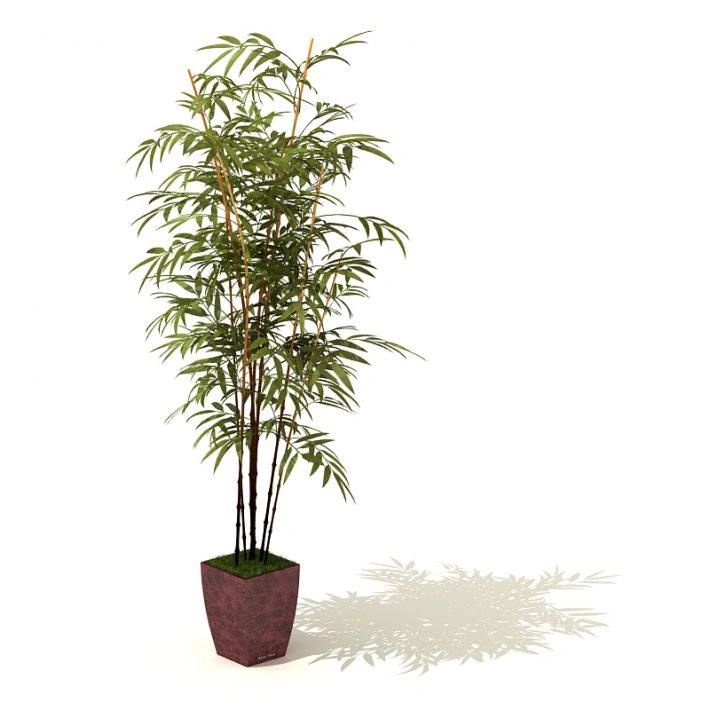 植物盆栽绿植62