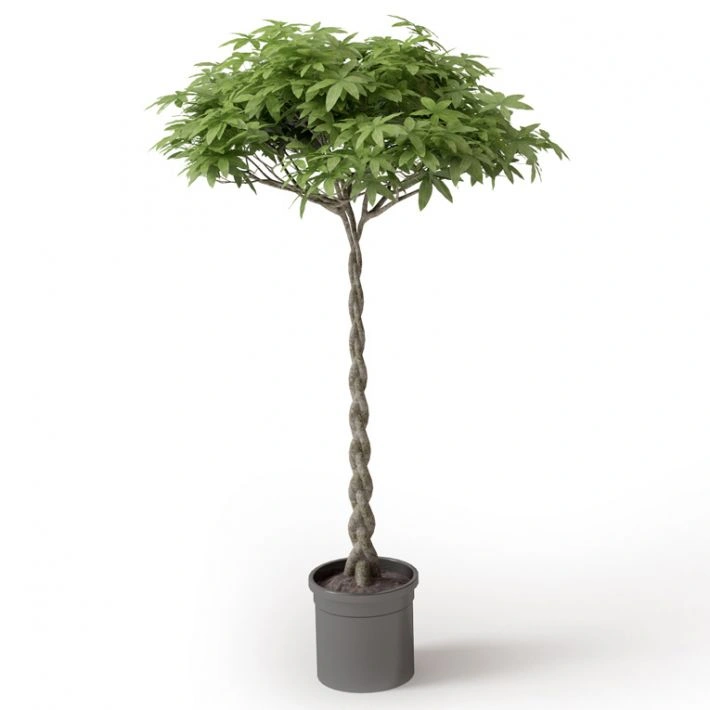 植物绿植盆栽32