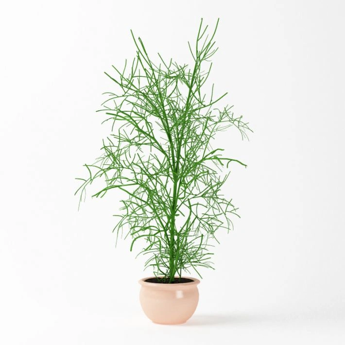 植物绿植盆栽111