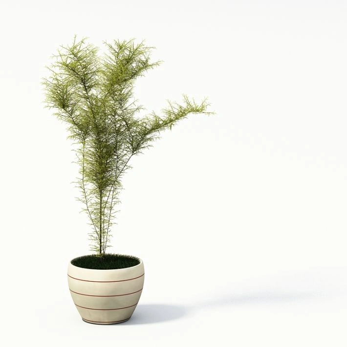 植物盆栽绿植19