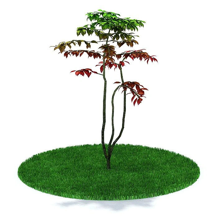 植物24