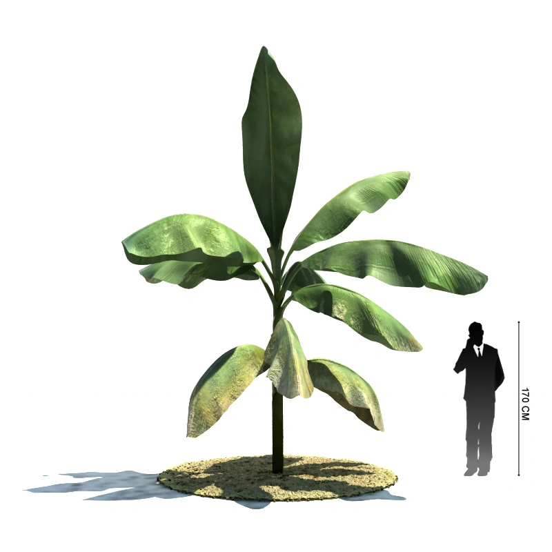 热带植物树木30