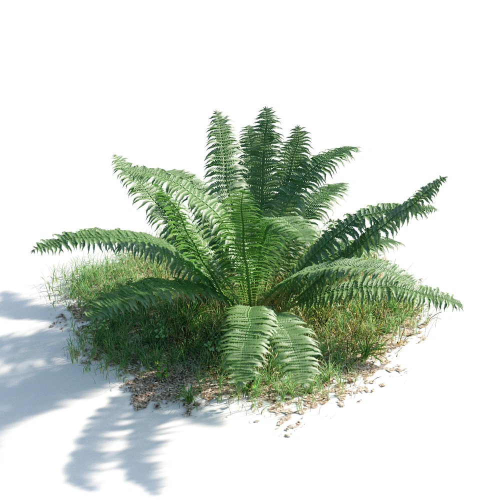 翠绿蕨类植物3D模型