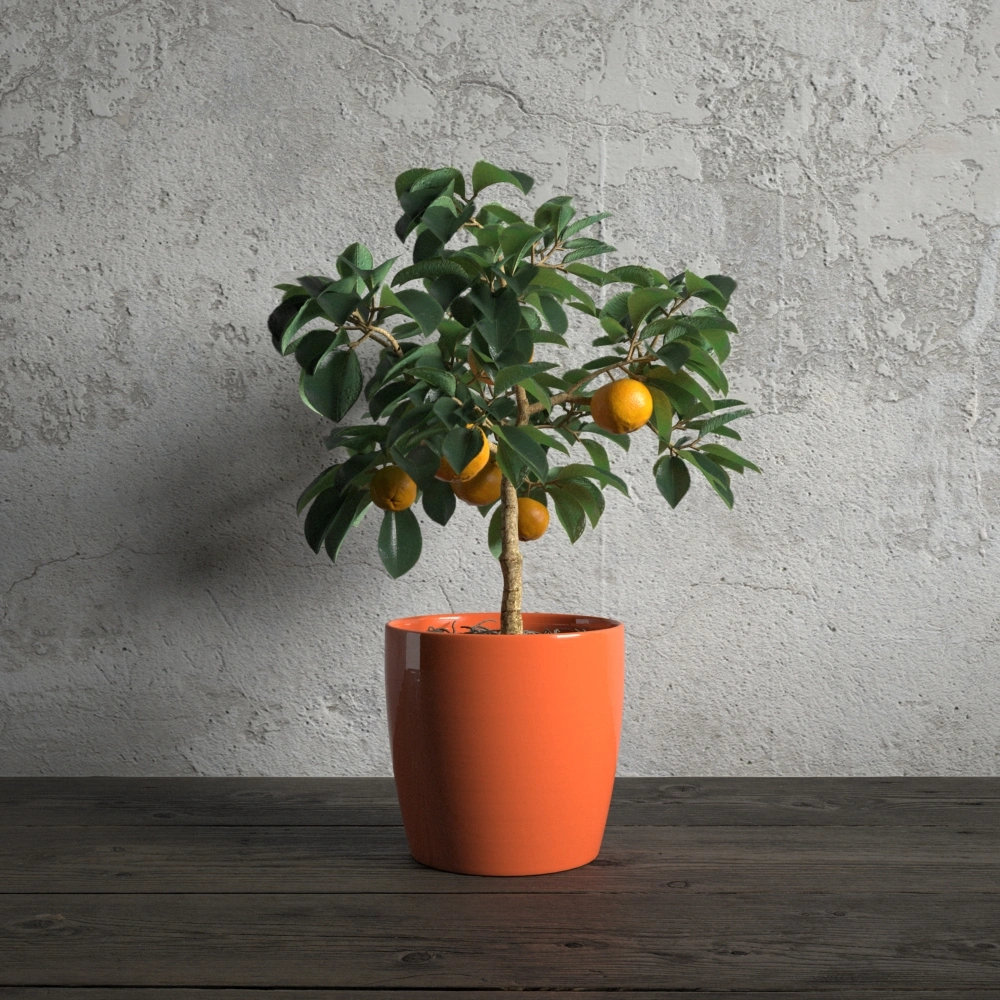 橘子盆栽绿植植物