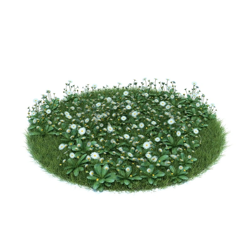 花园植物绿植花卉7