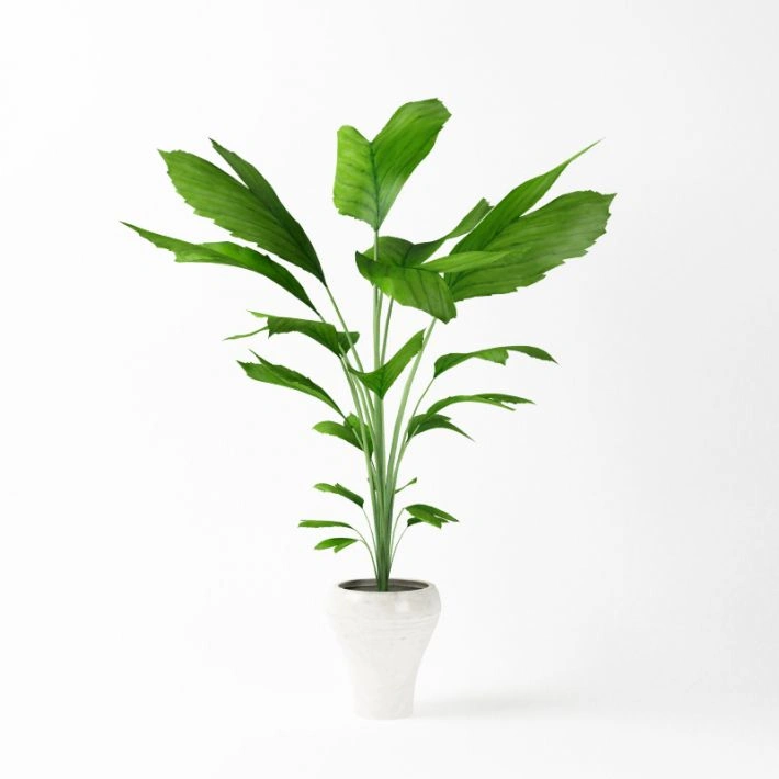 植物绿植盆栽92