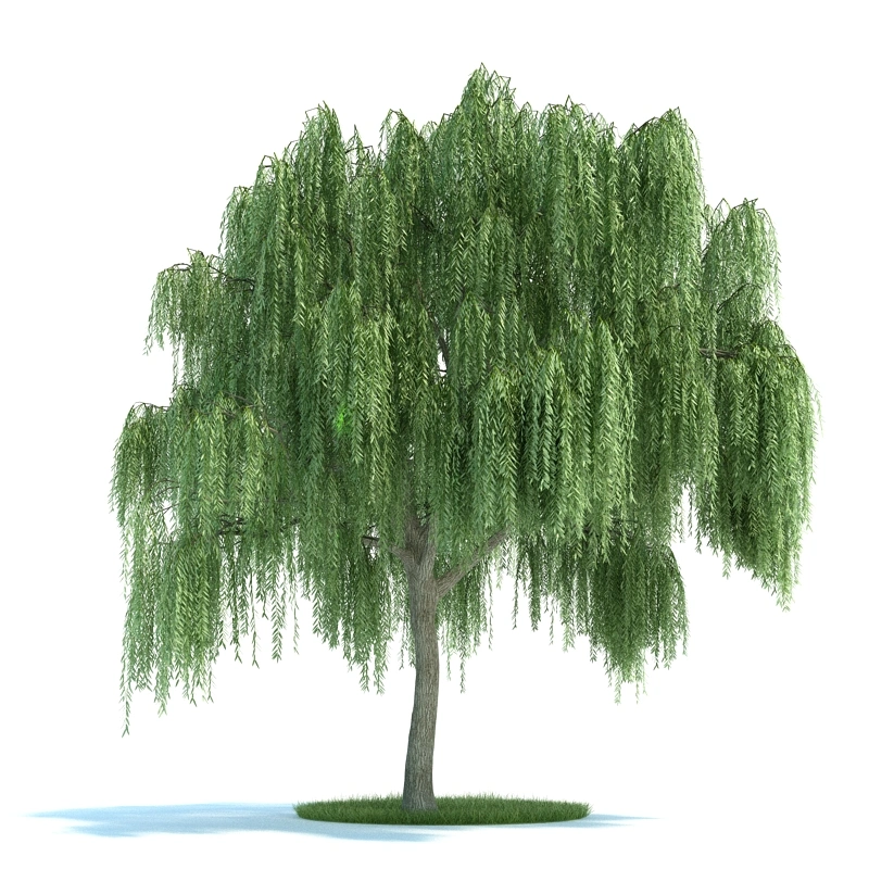 植物绿植树木165
