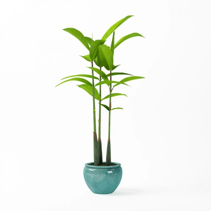 植物绿植盆栽93