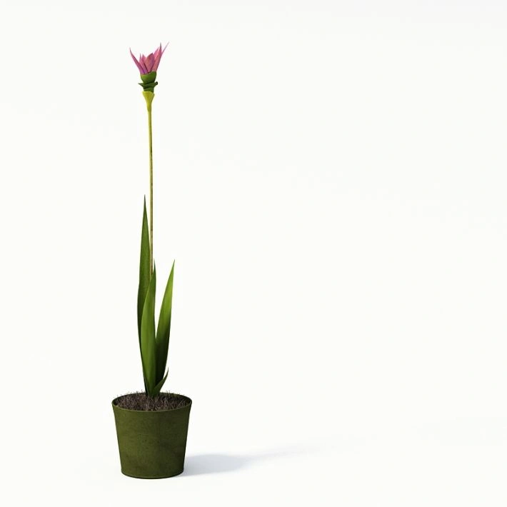 植物盆栽绿植花卉