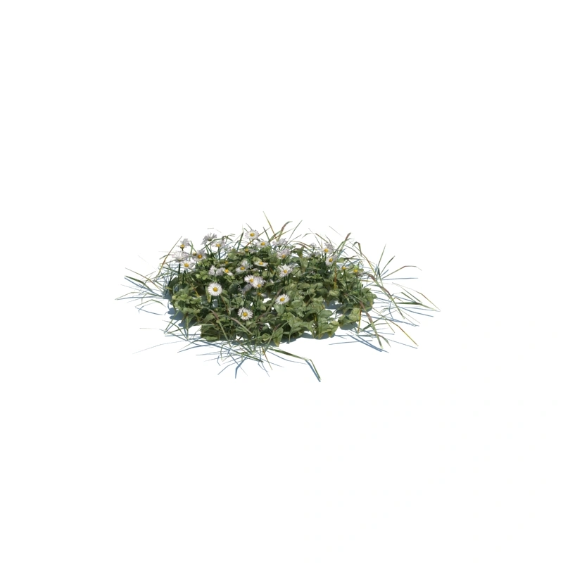 草地小型植物151