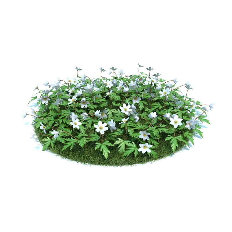 花园植物绿植花卉1
