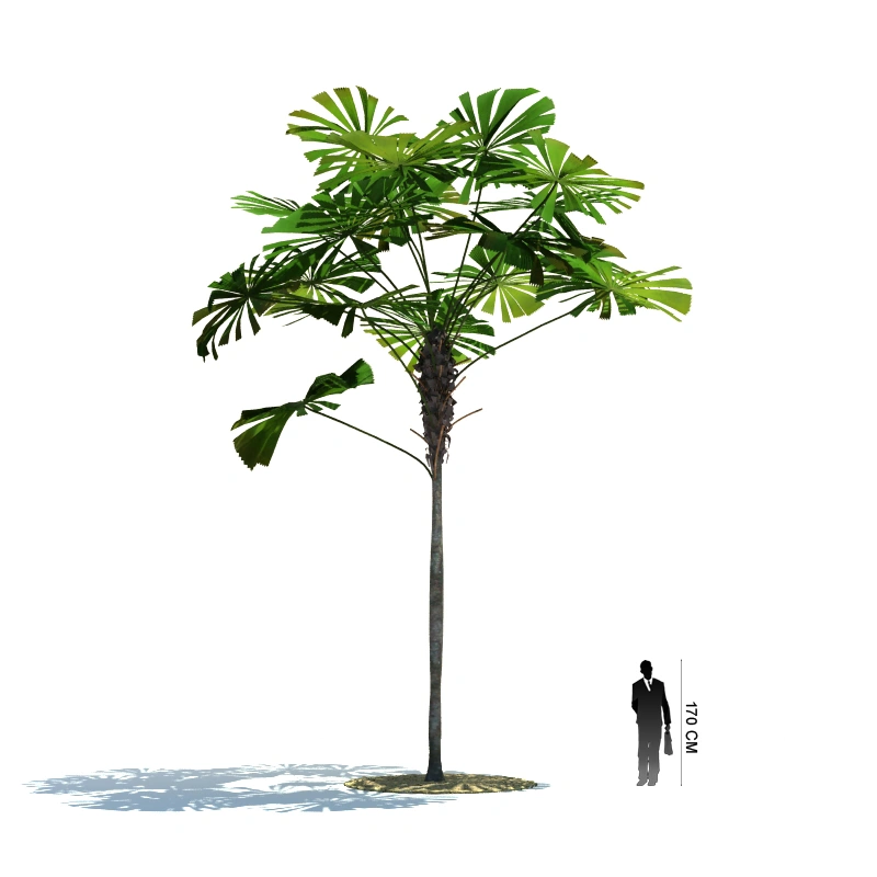 热带植物树木28