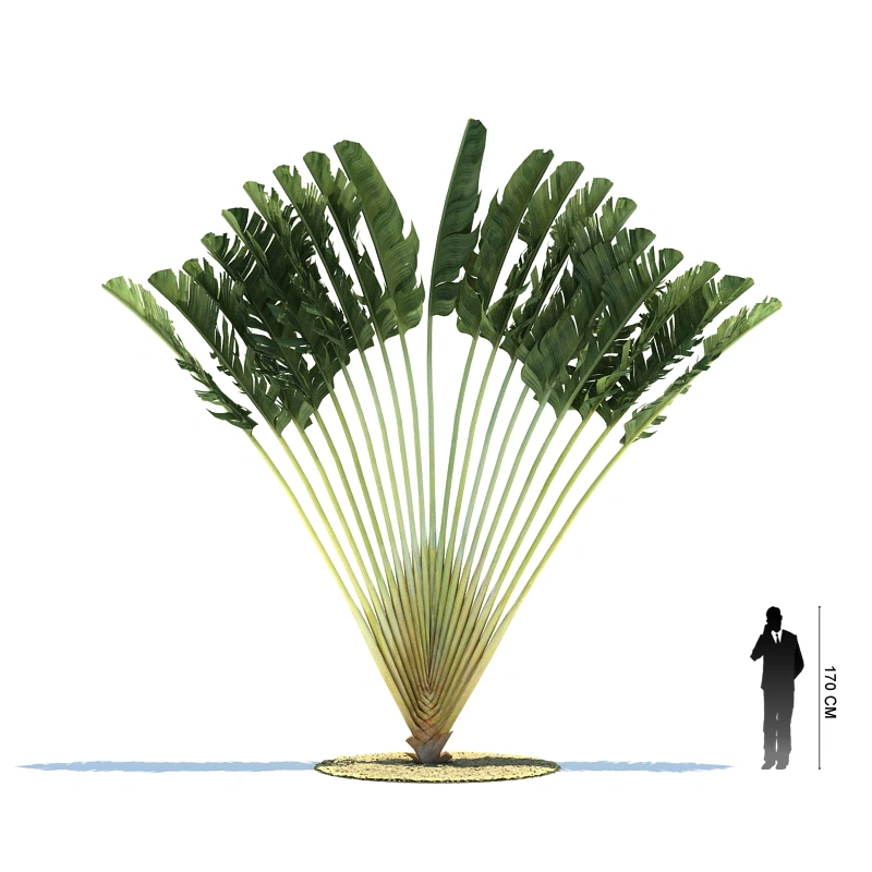 热带植物树木15