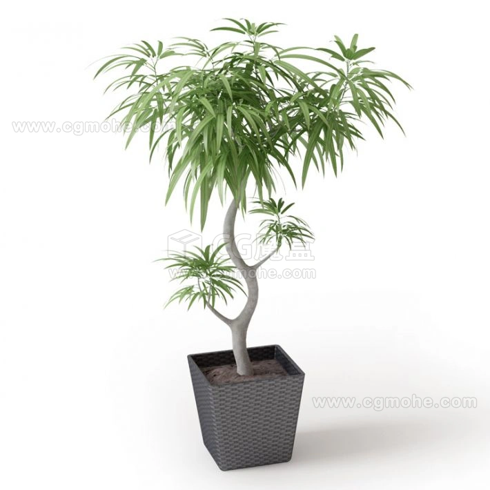 植物绿植盆栽35