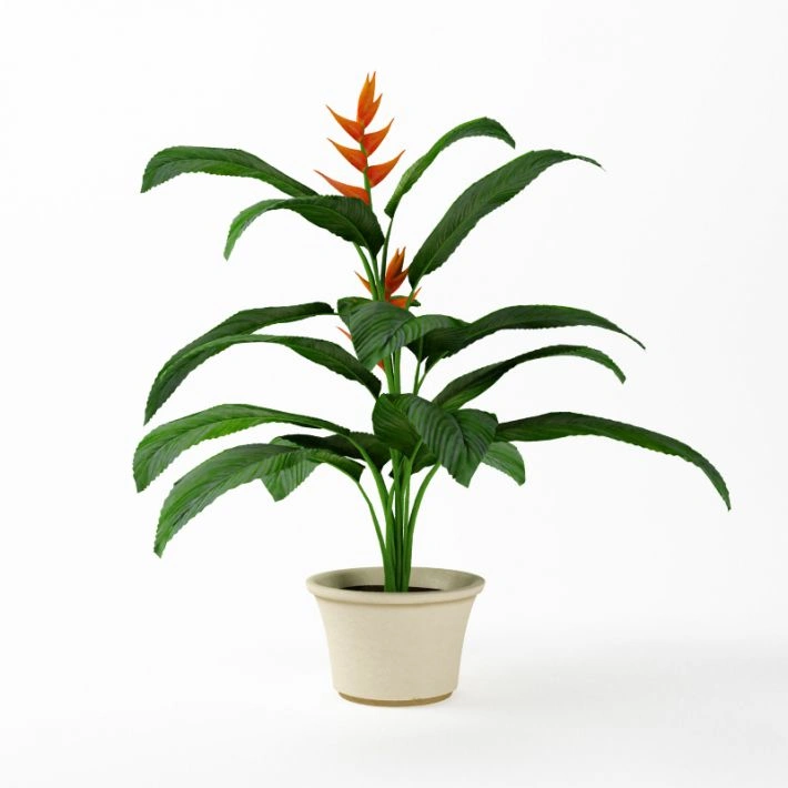 植物绿植盆栽81