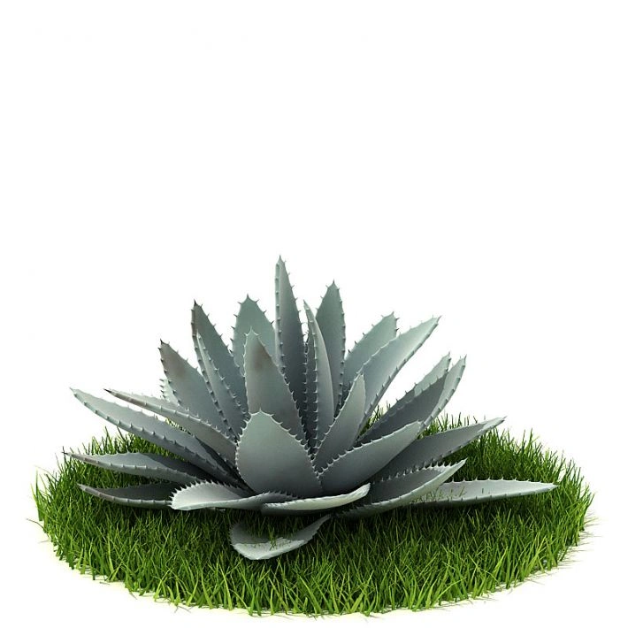 植物绿植树木54