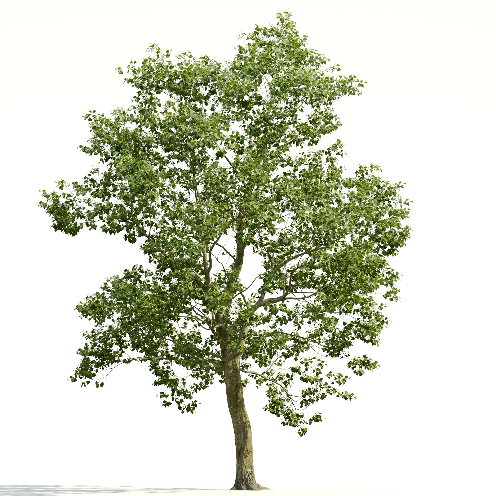 3D绿色树木模型