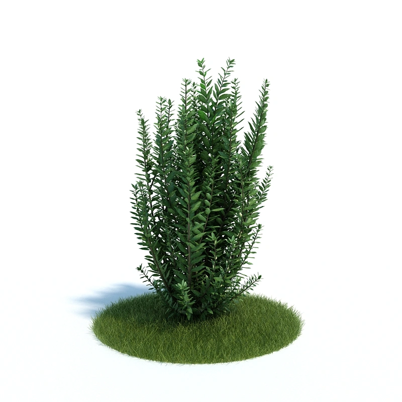 植物绿植树木214